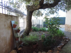 encina centenaria en jardín delantero de nuestra Casa Rural en Saldaña de Ayllón