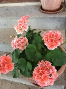 flores casa rural