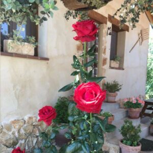 flores en el jardín de la parte delantera de la Casa Rural en Saldaña de Ayllón